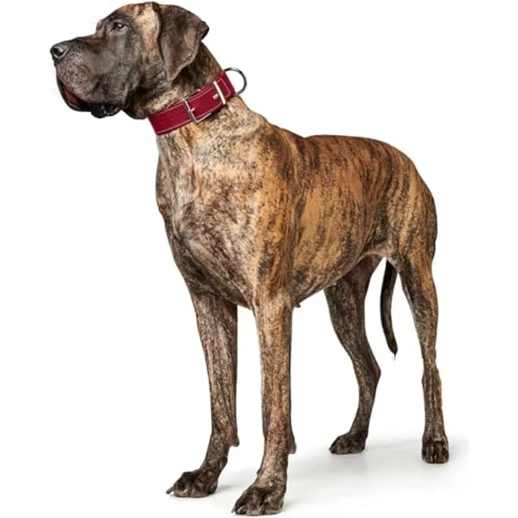 HUNTER Hundehalsband Aalborg Special (rot, XL) - Schlichtes Hundehalsband aus Softvollrindleder – Bild 5