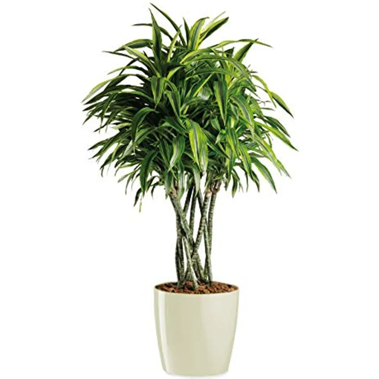 Floralo Teramo Übertopf 25cm Durchmesser x 24cm hoch creme, glänzend, in den Boden eingelassene Rollen, altweiß – Bild 2