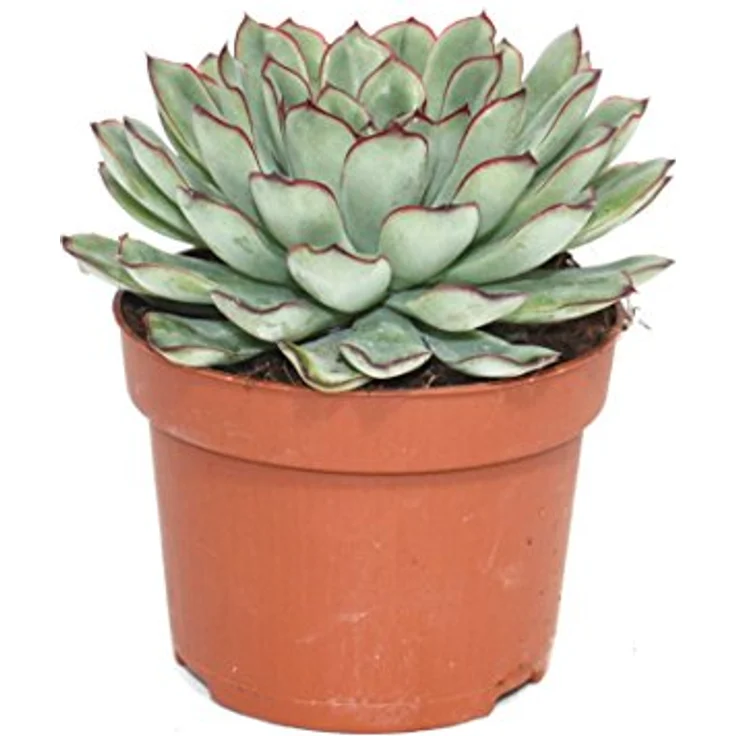 Exotenherz Echeveria Pulidonis, große Pflanze im 12cm Topf, ca. 15-20cm hoch, pflegeleicht, ideal für helle Standorte – Bild 2