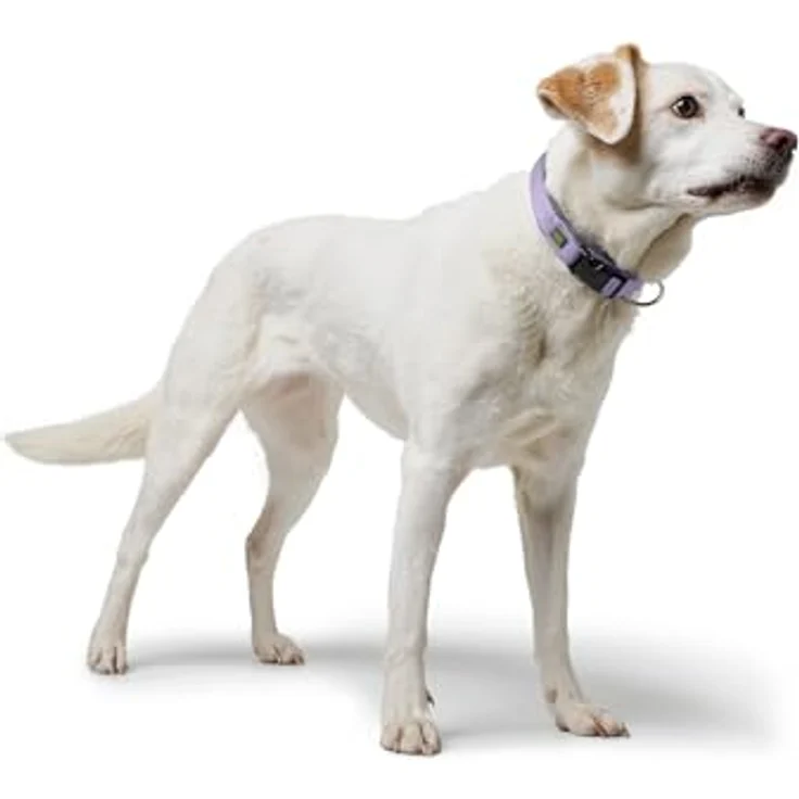 Hunter Tierbedarf Hunde-Halsband Neopren Vario Plus lavendel/grau, pflegeleicht mit weicher Neoprenpolsterung – Bild 2