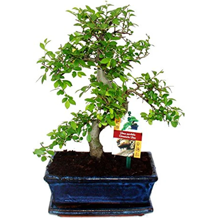 Exotenherz Bonsai Chinesische Ulme Ulmus Parviflora, ca. 8 Jahre, Höhe 28 cm, Schalengröße 18x12 cm, ideal für kühle Zimmer – Bild 1