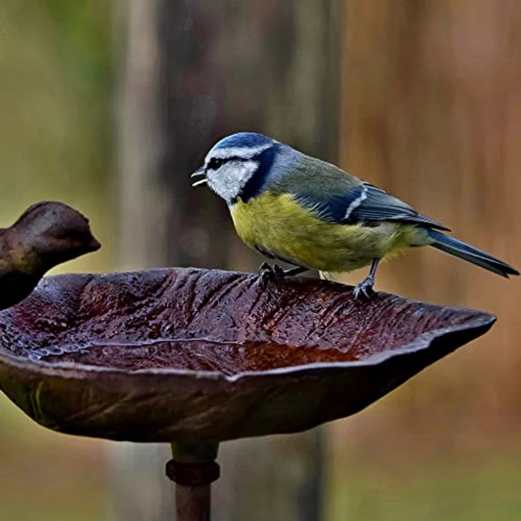 STILISTA Vogeltränke freistehend aus Gusseisen, Modellwahl, 50 x 24 cm, Braun – Bild 3