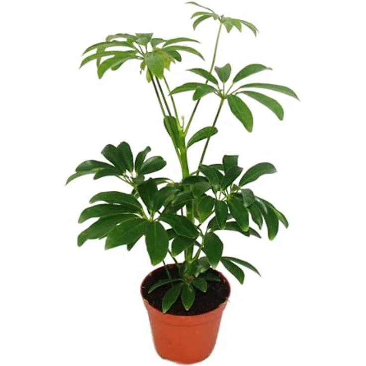 Exotenherz Großes Zimmerpflanzen Set mit 5 Pflanzen, 9cm Töpfe, inkl. Chamaedorea, Croton, Schefflera, Chlorophytum, Hedera, ca. 20-30cm Höhe – Bild 5