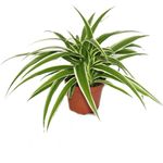 Exotenherz 3er Set Chlorophytum Grünlilie, 9cm Topf Größe, ca. 15cm Höhe