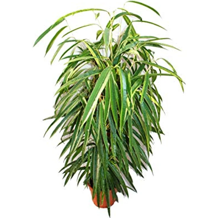 Exotenherz Ficus Binendijkii Alii, Langblättrige Birkenfeige Königssäule, Pflegeleichte Zimmerpflanze im 17cm Topf, Höhe 60-80cm – Bild 2