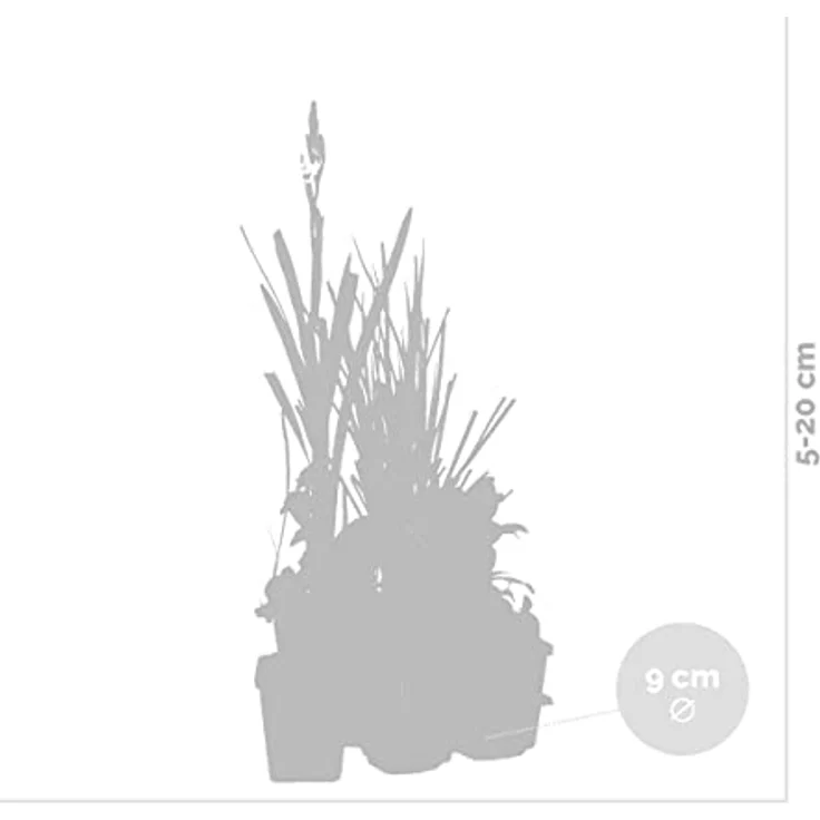 Bloomique 6er Set Reinigende Teichpflanzen, Winterhart für Miniteich, Höhe 15-25 cm, Topf 9 cm, Zone 1 & 2 – Bild 3