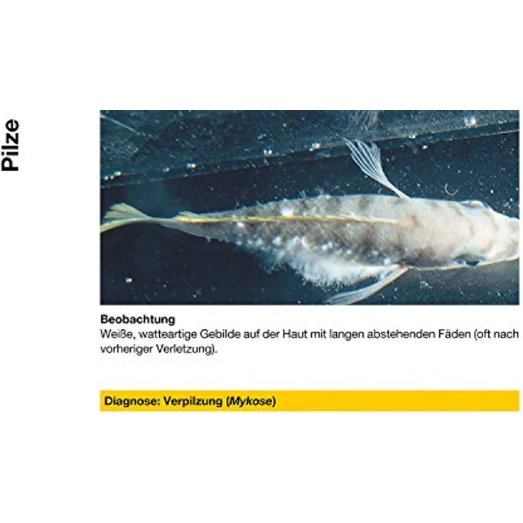 sera costapur F 500 ml, Arzneimittel für Fische gegen Ichthyophthirius multifiliis und Hautparasiten, sichere Heilkraft für Zierfische – Bild 5