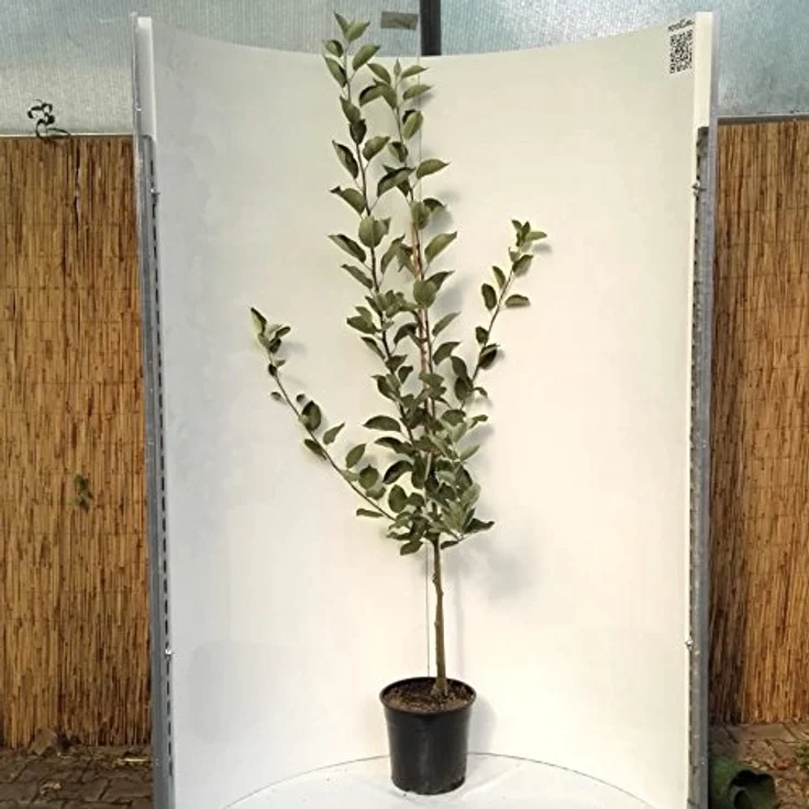 Apfel Rewena Busch, im 10L-Container – Bild 2