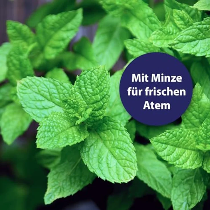 Canosept Hundezahnpasta Dental Gel 100g - Zahnpasta für Hunde - Zahnpasta Hund - Hunde Zahncreme - Zahnpflege Hund - bei Mundgeruch Hund - Hundezahnpasta gegen Zahnstein, natürliche Inhaltsstoffe (Minze) - von Tierärzten empfohlen – Bild 3
