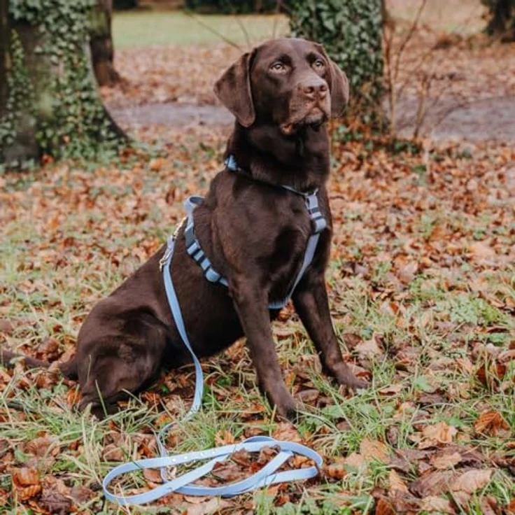 Hey Lana Biothane Hundeleine Führungsleine, Made in Germany, 2 Karabiner & 3-Fach verstellbar, Hund Führleine Leine, Zugleine Hundelaufleine Trainingsleine Handsfree (S, Taupe/blau, 230 x 1,5 cm) – Bild 4