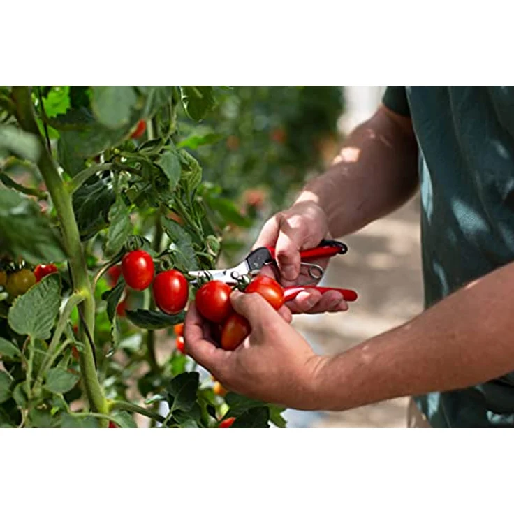 FELCO 321 Ernte- und Leseschere – Bild 3