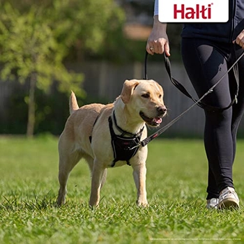No-Pull Hundegeschirr Von Wildebeest – Für Entspannte Spaziergänge