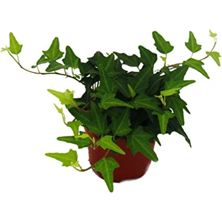 Exotenherz Großes Zimmerpflanzen Set mit 5 Pflanzen, 9cm Töpfe, inkl. Chamaedorea, Croton, Schefflera, Chlorophytum, Hedera, ca. 20-30cm Höhe – Bild 7