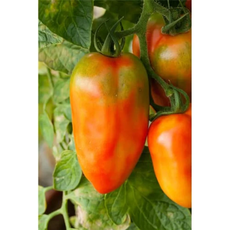 Kiepenkerl Tomate San Marzano 2 – Bild 6
