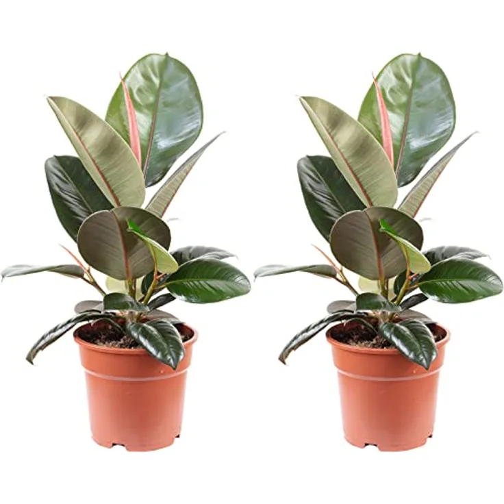 2er-Set Gummibaum - echte Zimmerpflanze, Ficus elastica 'Robusta' - Höhe ca. 50 cm, Topf-Ø 17 cm