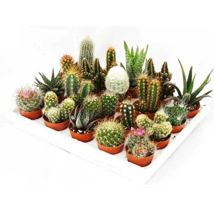 Exotenherz Mini-Kakteen und Sukkulenten Set, 20 Pflanzen im Mini-Topf, ca. 3-6 cm hoch, ideal für Anfänger