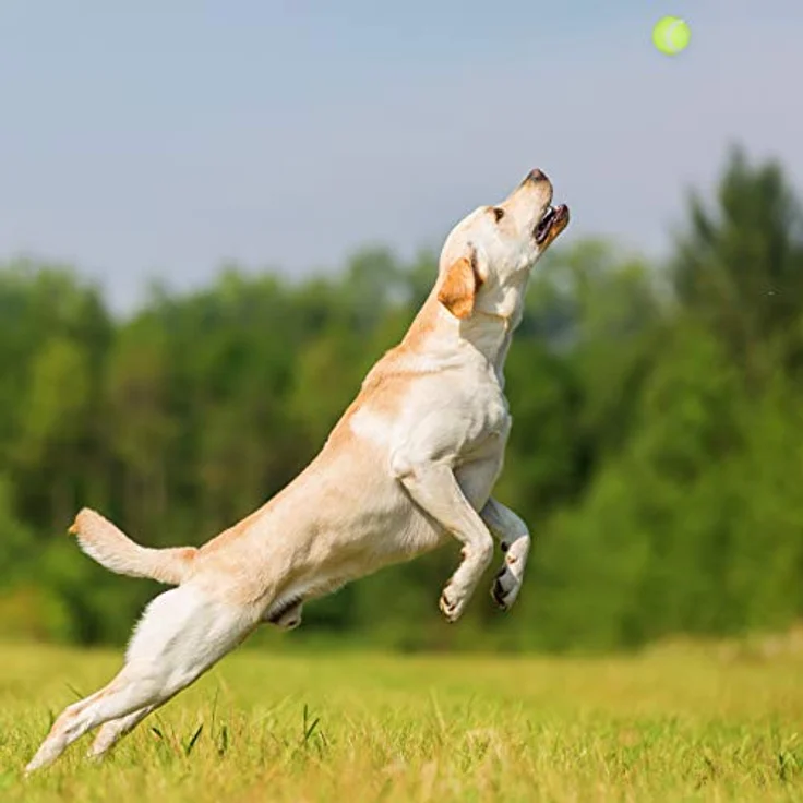 Relaxdays 4 x Ballschleuder für Hunde, Ballwerfer Set, inklusive 10 Tennisbälle, Ballwurfarm, Hundespielzeug Werfer, blau/grün – Bild 5