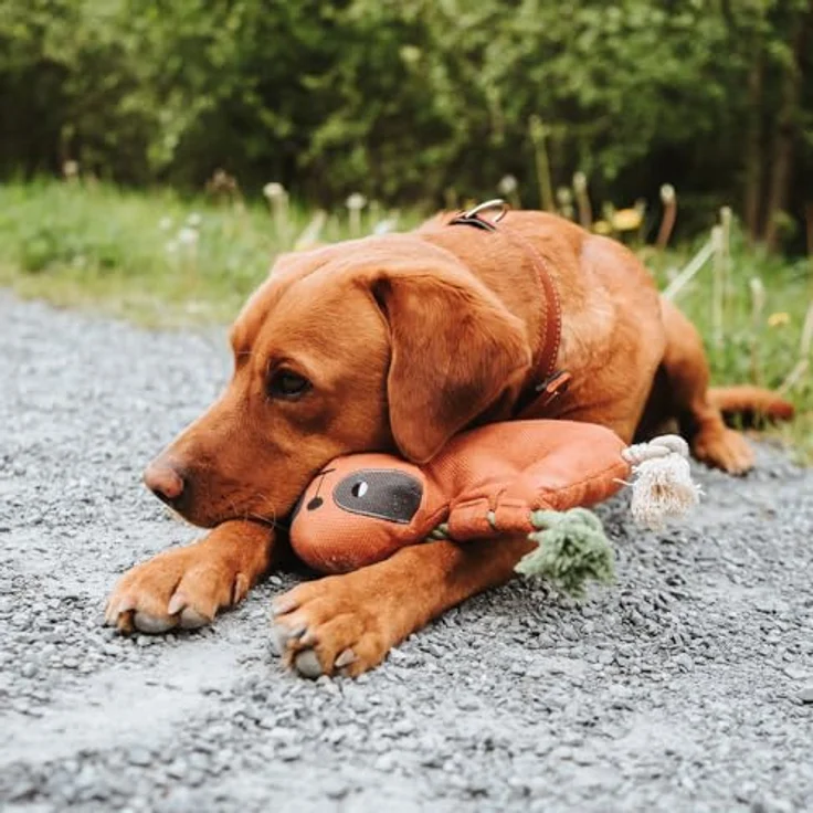 Hunter Tierbedarf Tierkuscheltier Hundespielzeug Rio Fledermaus mit Tau, recyceltes Material, robuste Verarbeitung, 25 cm – Bild 3