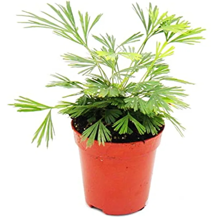 Exotenherz Actiniopteris Australis, Palmwedelfarn Mini-Pflanze im 5,5cm Topf, ideal für Schalen und Gläser, Gesamthöhe ca. 10-12cm
