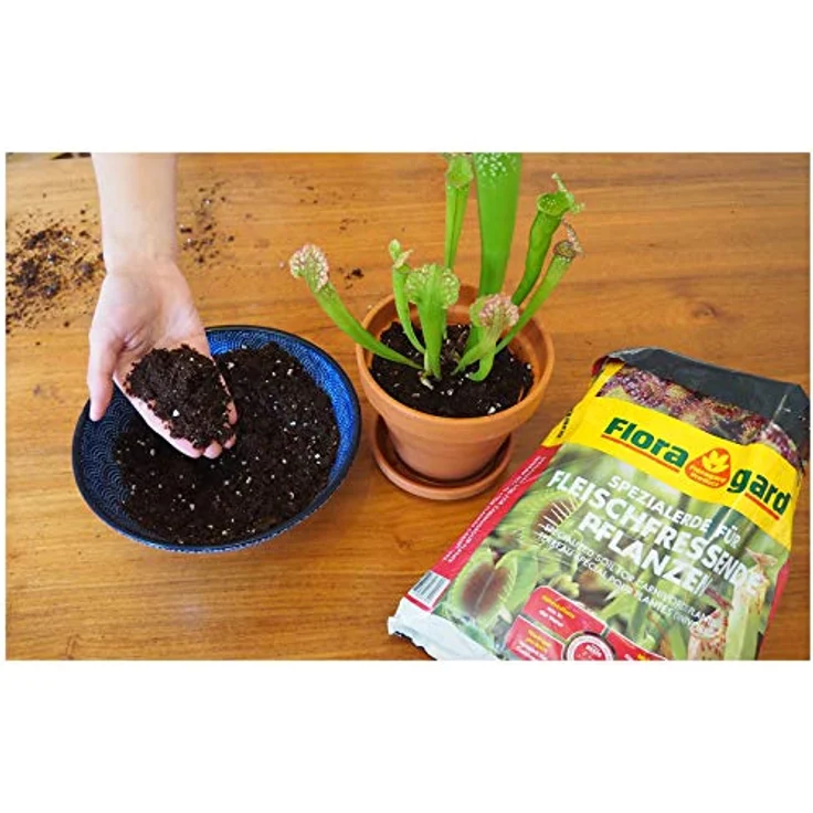 Floragard Spezialerde für fleischfressende Pflanzen 2x3L - Carnivorenerde - Spezialerde zum Topfen und Umtopfen - für Sonnentau, Venusfliegenfallen und andere anspruchsvolle fleischfressende Pflanzen – Bild 4