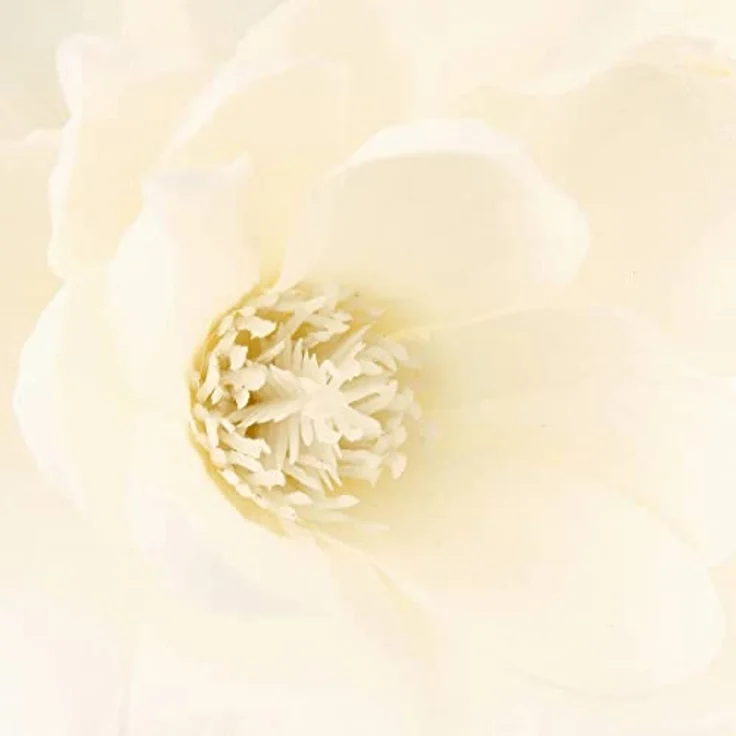 Atmosphera Kunstpflanze 136505, künstliche Pflanze in dekorativem Design, 1 Stück – Bild 2