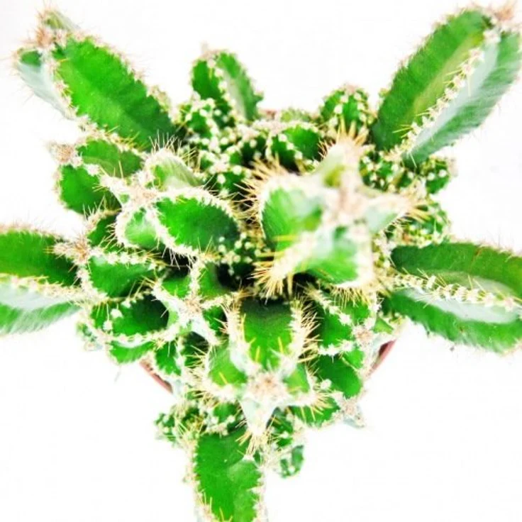 Exotenherz Cereus Floridianus Grünfinger, Kaktus im 5,5cm Topf mit vielen Einzeltrieben, ca. 8-10cm hoch – Bild 4