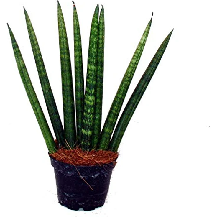Exotenherz Sansevieria Cylindrica, 3er Set Zimmerpflanzen im 6,5cm Topf, Pflegeleichter Bogenhanf mit Twister, Spaghetti und Fächer Form – Bild 2