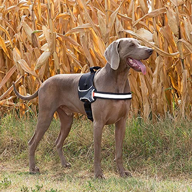 Ferplast Hundegeschirr HERCULES LARGE, Gepolstert, Widerstandsfähig, Kratzfest, im Dunkeln Sichtbar, mit Griff, in Schwarz – Bild 3