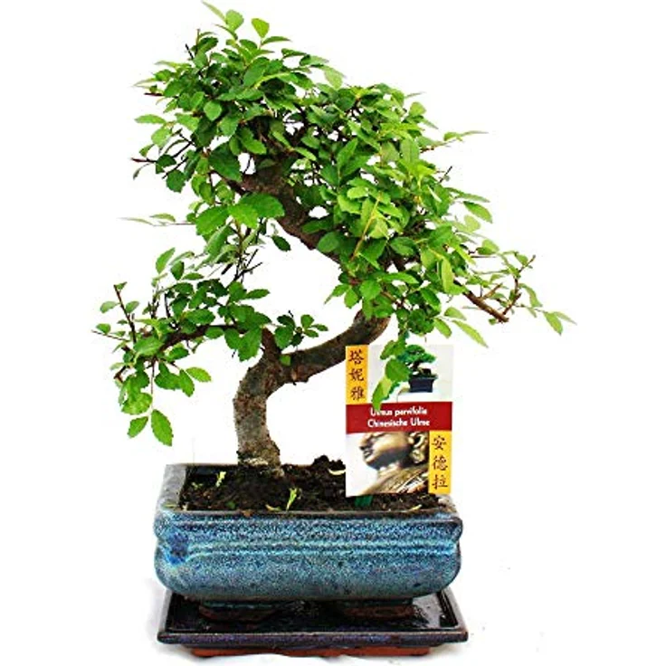 Exotenherz Bonsai Chinesische Ulme Ulmus Parviflora, ca. 6 Jahre alt, ca. 22 cm hoch, Schalengröße 13x8 cm, für kühle Zimmer und hellen Fensterplatz – Bild 2