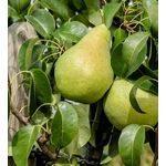 Säulenbirne Condo, 7,5L-Container, saftig- süßer Geschmack