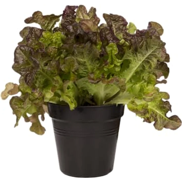 Elho Anzuchttopf Green Basics 11, Pflanzgefäß aus Kunststoff, schwarz, 0.6 l Fassungsvermögen, mit Löchern – Bild 6