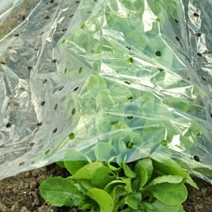 FLORAWORLD Frühbeetfolie 1,5x10m, transparent