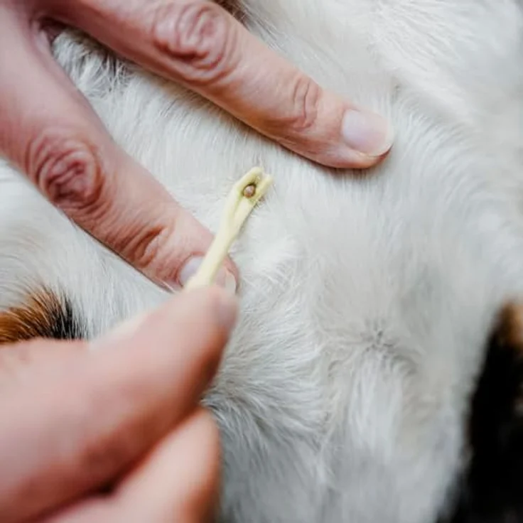 Wolters Diner Stone Futternapf für Katzen, keramisch, grau, hygienisch spülmaschinengeeignet, optimale Futteraufnahme – Bild 5