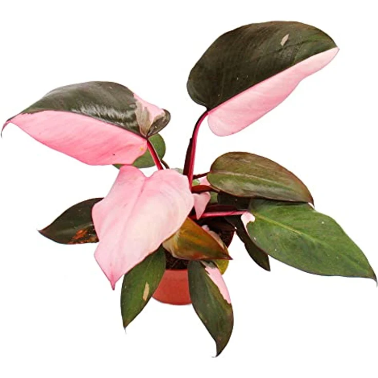 Exotenherz Philodendron Pink Princess, Rarität mit pink-schwarzen Blättern, 12cm Topf, ca. 25-30cm hoch – Bild 2