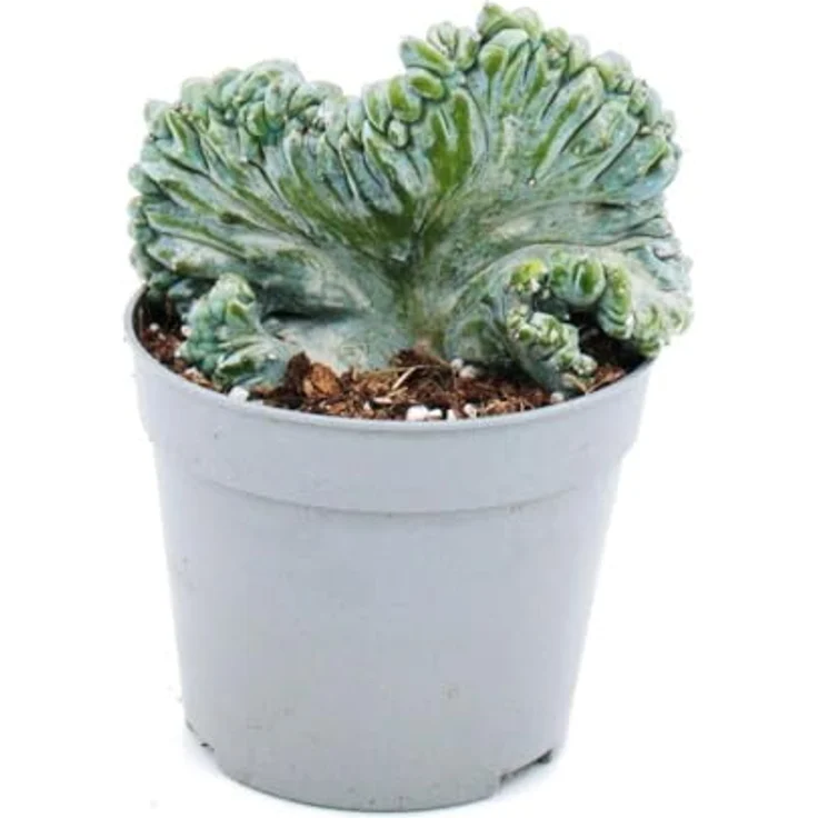Exotenherz Myrtillocactus geometrizans Cristata, Heidelbeerkaktus in Kammform, 6,5 cm Topf, einzigartige blaue Sukkulente – Bild 1