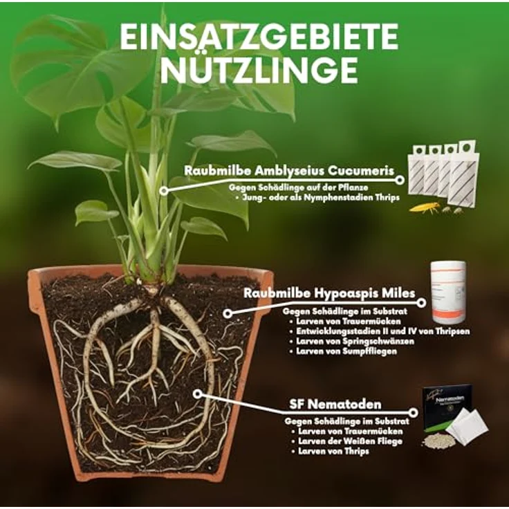 Samenshop24 SF Nematoden zur Bekämpfung von Trauermücken 3 Mio – Bild 7