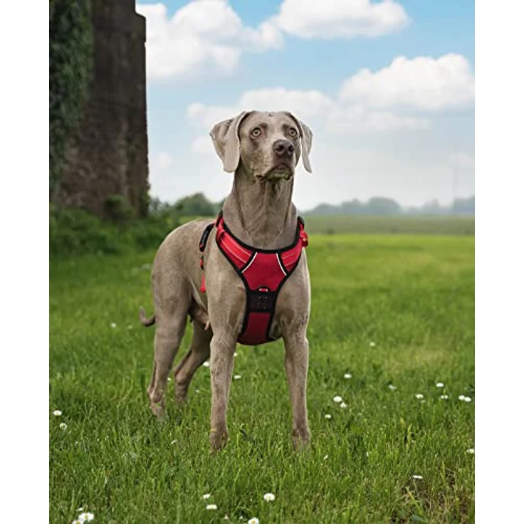 lionto Hundegeschirr gepolstert, Anti-Zug Geschirr aus weichem Nylon, Größe L, reflektierend, mit 2 Ringen, 4 Einstellgurten, 2 Klickverschlüssen und gummiertem Griff, rot – Bild 2