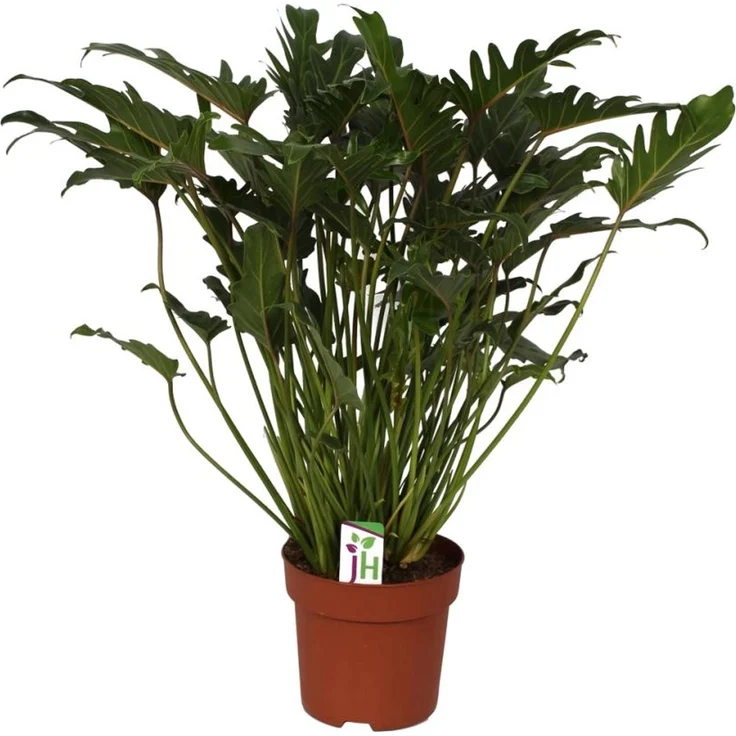Exotenherz Philodendron Xanadu, Zimmerpflanze im 21cm Topf, Gesamthöhe ca. 65cm, pflegeleicht, ideal für helle Standorte ohne direkte Sonneneinstrahlung – Bild 1