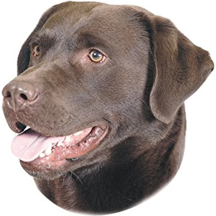 Nobby Aufkleber Labrador braun gelb 12 x 3,5 cm