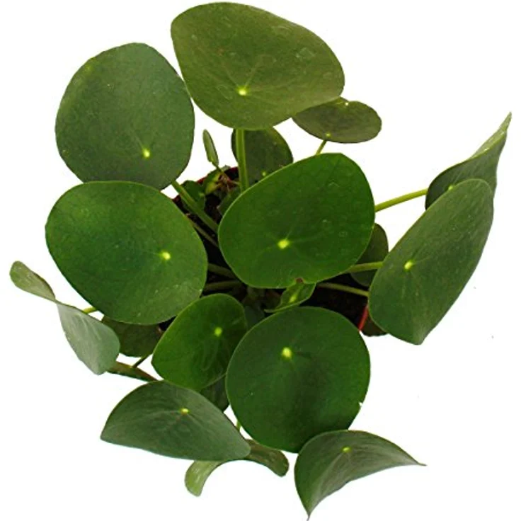 Exotenherz Pilea Peperomioides, Glückstaler Bauchnabelpflanze im 11cm Topf, ca. 15-25 cm hoch, einzigartige Zimmerpflanze aus Südchina – Bild 2