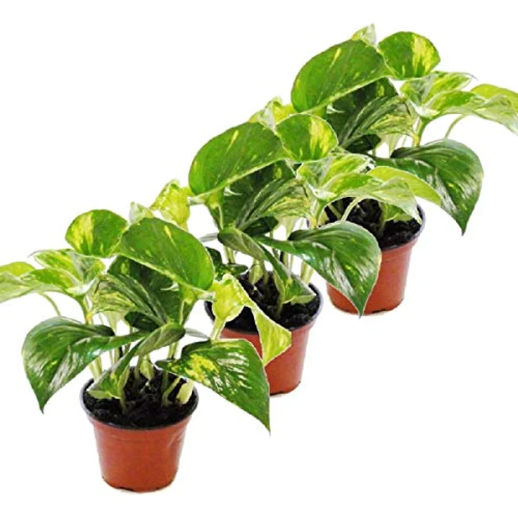 Exotenherz Efeutute Scindapsus Epipremnum, 3er Set im 12cm Topf, pflegeleicht mit herzförmigen Blättern – Bild 1