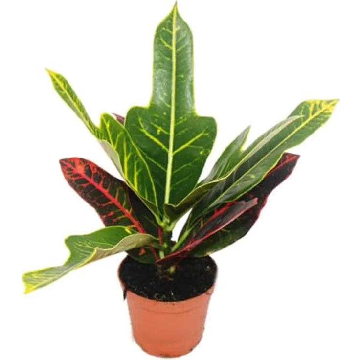 Exotenherz Großes Zimmerpflanzen Set mit 5 Pflanzen, 9cm Töpfe, inkl. Chamaedorea, Croton, Schefflera, Chlorophytum, Hedera, ca. 20-30cm Höhe – Bild 3