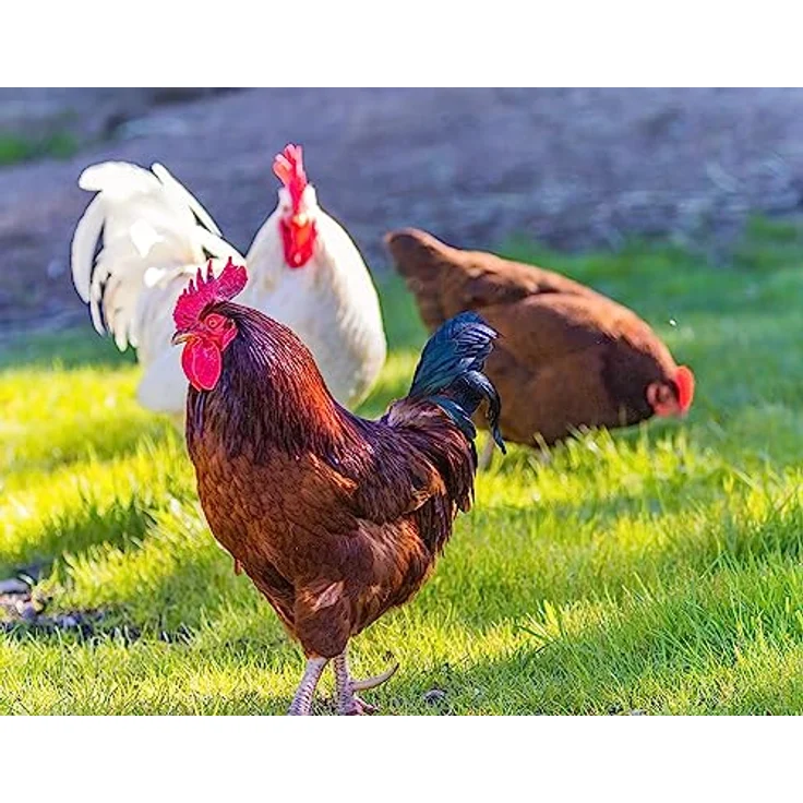 Chrestensen Landschaftsrasen für Kleintierhalter, 10 kg, für 300 m² - Strapazierfähiges Saatgut ideal für Kaninchen- und Meerschweinchenwiesen – Bild 5