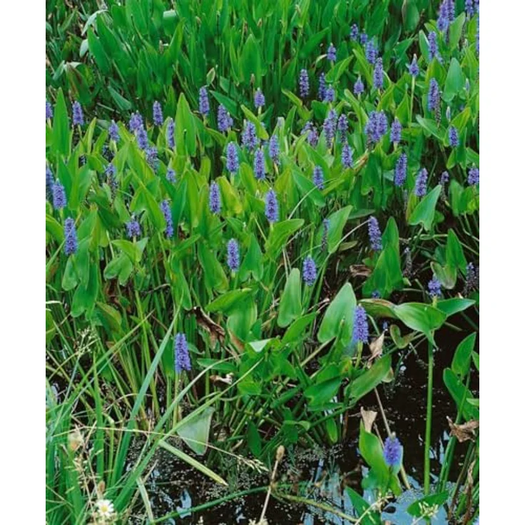 PlantaPro Pontederia cordata, Winterhart & Pflegeleicht, Wasserpflanze mit blauen bis violetten Blüten für Teichrand & Flachwasser, 9x9 cm Topf – Bild 5