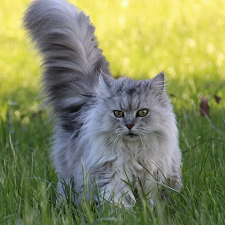N.L. Chrestensen Dose Katzengras für 4-5 m² – Bild 8