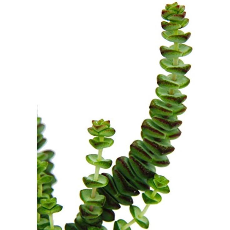 Exotenherz Crassula Hottentot Felsen-Dickblatt, Sukkulente im 8,5cm Topf, ca. 8-12cm hoch, ideale Zimmerpflanze für hellen Standort – Bild 3