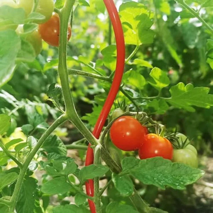Bellissa Tomatenspirale, Rankhilfe 110 cm Ø 5 mm, rot beschichtet, langlebig und stabil – Bild 7