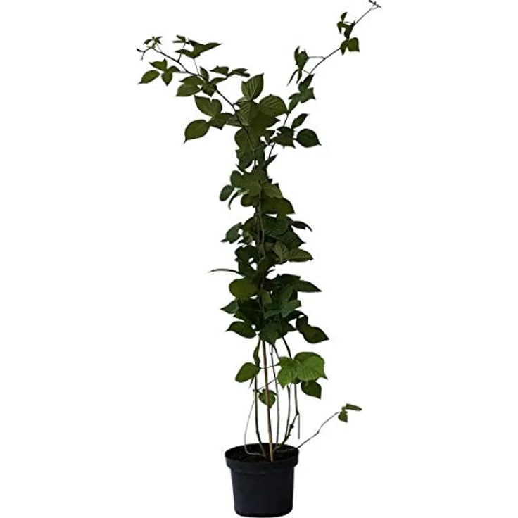 Brombeere Theodor Reimerrs, 3,5L-Conatiner