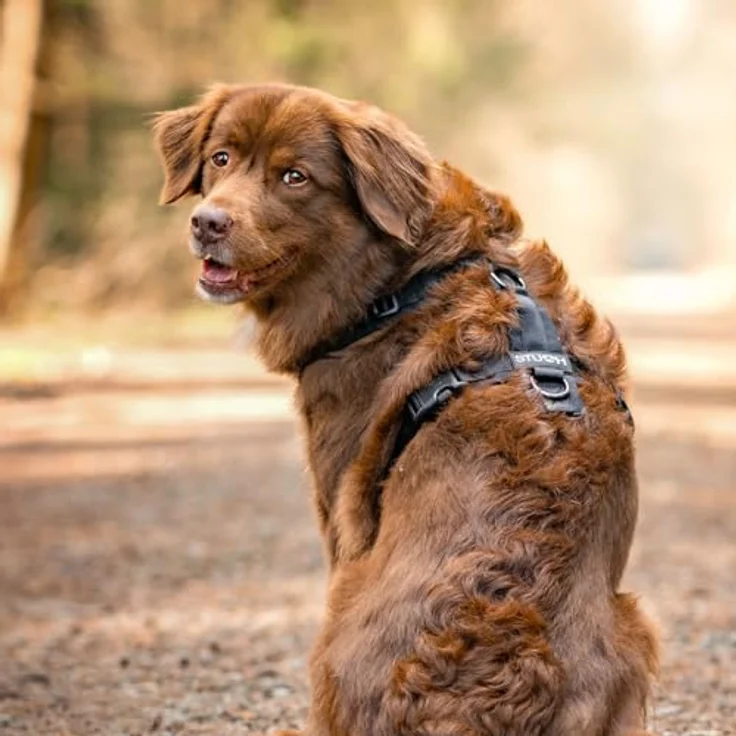 STUCH Hundegeschirr STUCH - Gepolstertes, verstellbares Nylon Geschirr – Bild 6