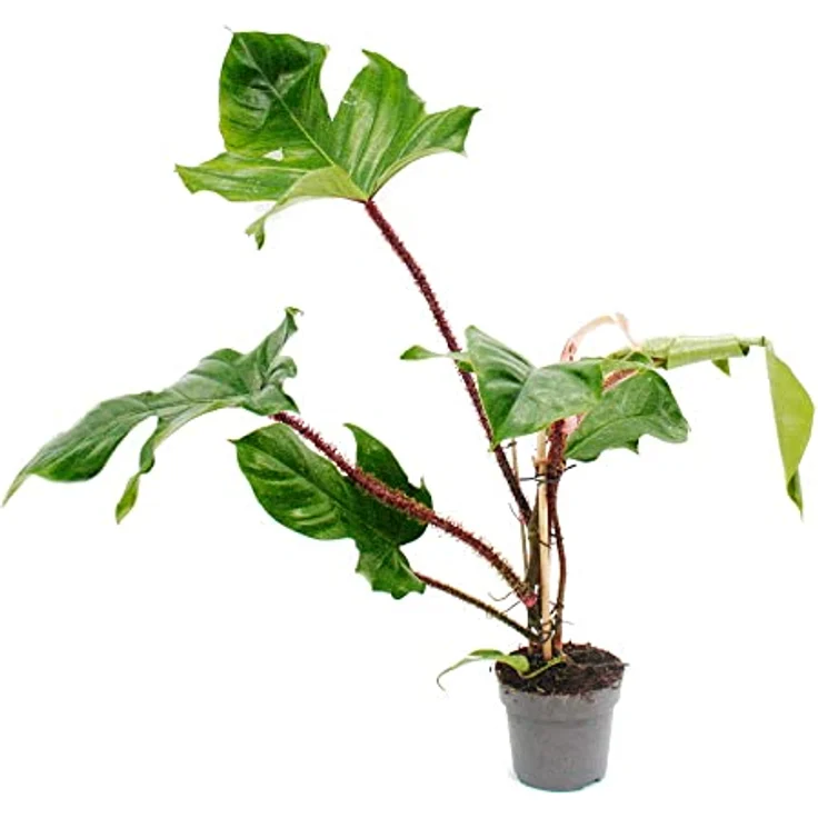Exotenherz Philodendron Squamiferum, Wilder Rotstieliger Baumfreund, 12cm Topf, ca. 35-50cm hoch, halbschattiger Standort – Bild 2